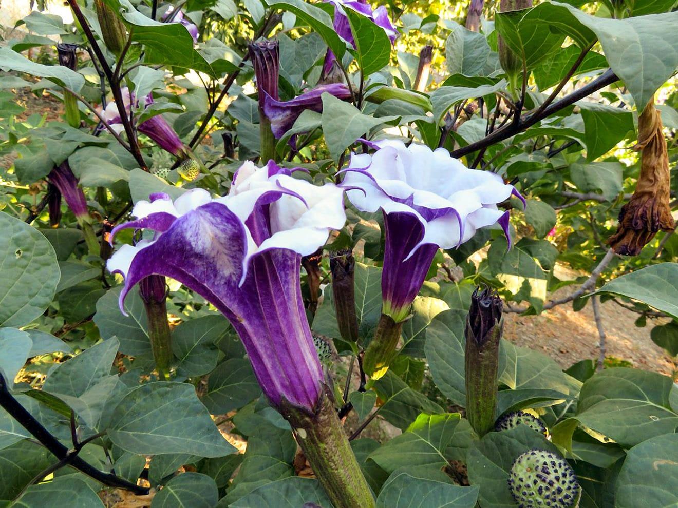 Bahçevilya Karışık renk  datura tohumu (15 adet) - Bahçevilya 