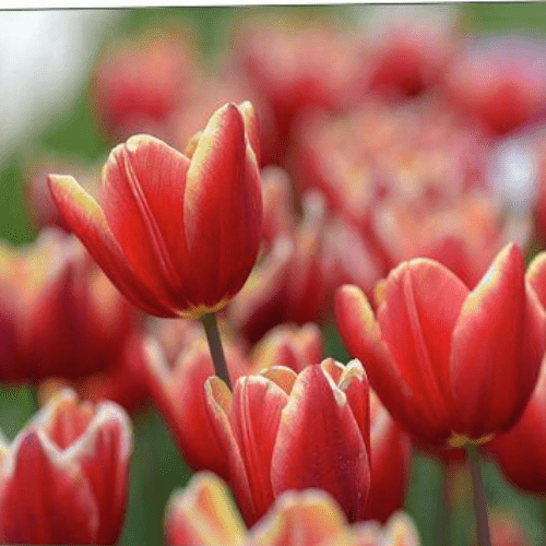 İthal Jan Signette[lale soğanı]5 adet soğan - Bahçevilya