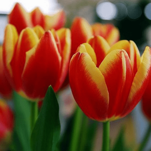 İthal Jan Signette[lale soğanı]5 adet soğan - Bahçevilya