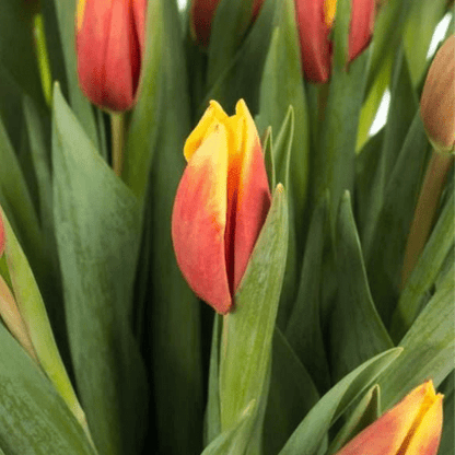 İthal Jan Signette[lale soğanı]5 adet soğan - Bahçevilya