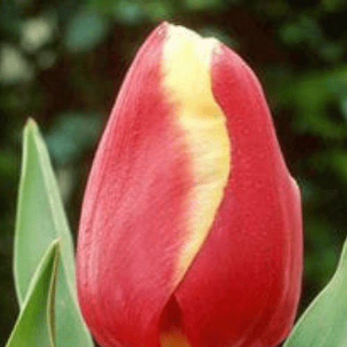 İthal Jan Signette[lale soğanı]5 adet soğan - Bahçevilya