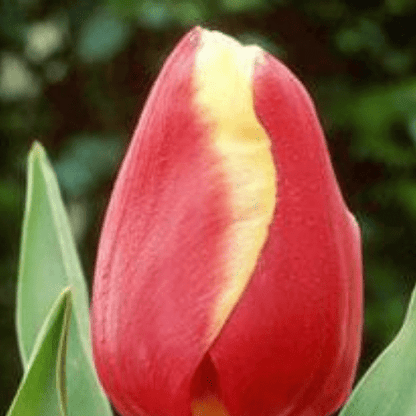 İthal Jan Signette[lale soğanı]5 adet soğan - Bahçevilya