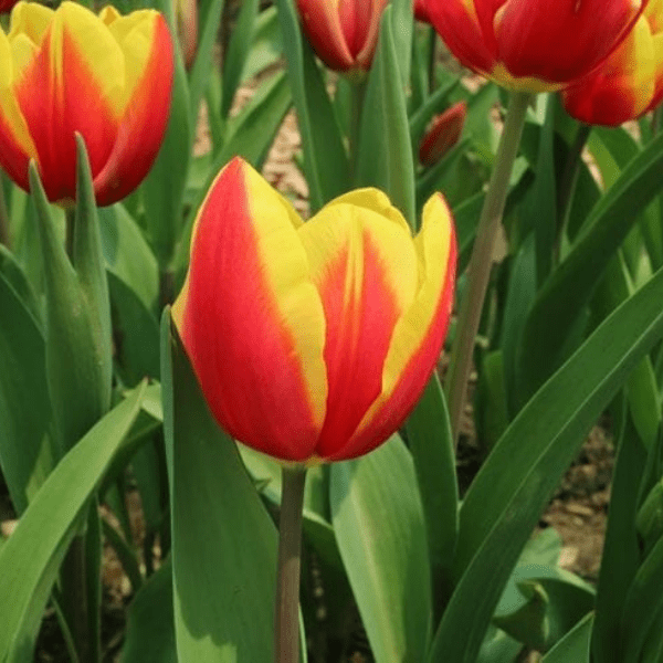 İthal Jan Signette[lale soğanı]5 adet soğan - Bahçevilya