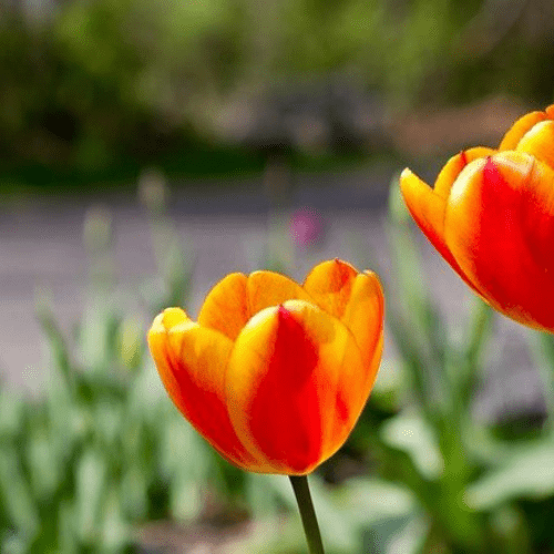 İthal Jan Signette[lale soğanı]5 adet soğan - Bahçevilya