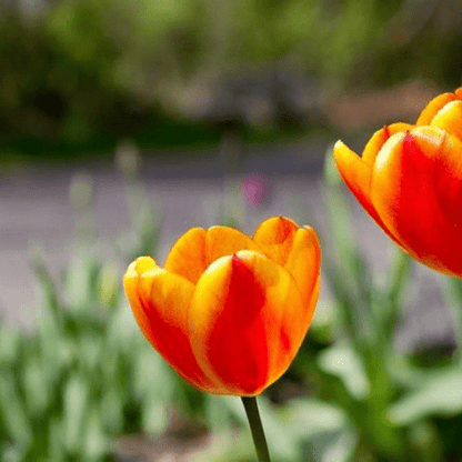 İthal Jan Signette[lale soğanı]5 adet soğan - Bahçevilya