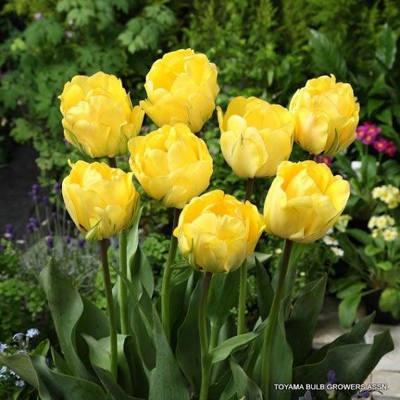 LALE SOĞANI TULİPA GESNERIANA Akebono ( 5 ADET ) - Bahçevilya