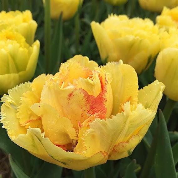 LALE SOĞANI TULİPA GESNERIANA Akebono ( 5 ADET ) - Bahçevilya