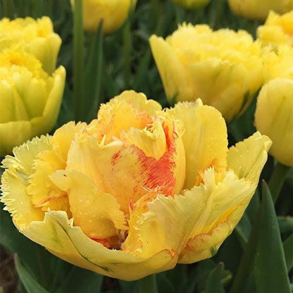 LALE SOĞANI TULİPA GESNERIANA Akebono ( 5 ADET ) - Bahçevilya