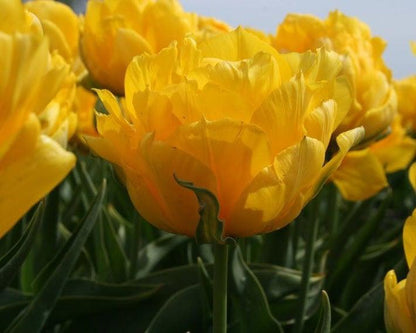 LALE SOĞANI TULİPA GESNERIANA Akebono ( 5 ADET ) - Bahçevilya