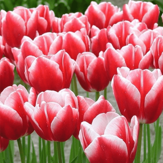 Leen vd. mark [Soğan Lale] 5 adet soğan - Bahçevilya