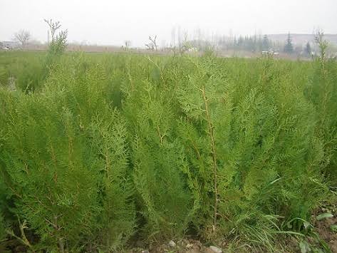 Bahçevilya Çit Mazı 40 - 60 Cm Boy 1 adet - Bahçevilya 