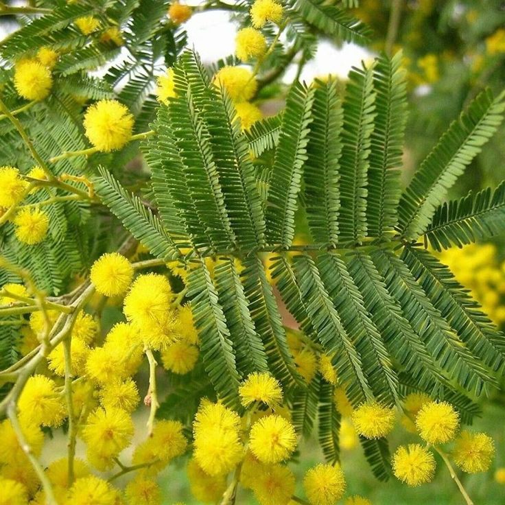 Bahçevilya Mimoza ağaç fidanı 1-2 yaş arası tüplü - Bahçevilya 