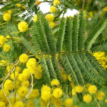 Bahçevilya Mimoza ağaç fidanı 1-2 yaş arası tüplü - Bahçevilya 