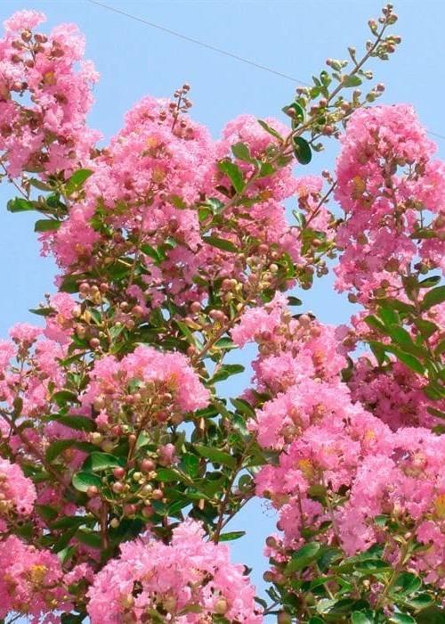 Bahçevilya Pembe Oya Ağacı Fıdanı 80 cm Saksılı 1-2 yaş arası tüplü - Bahçevilya 