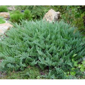 Bahçevilya Yayılıcı Ardıç saksıda 60-80 cm boy 2-3 yaş arası - Bahçevilya 